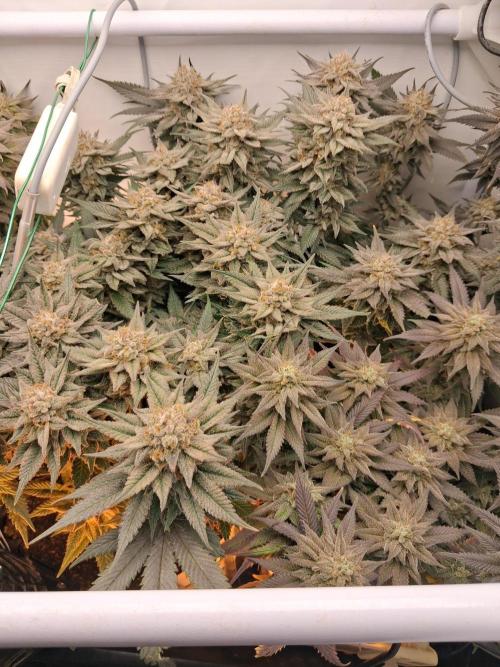 Cherry poppers bonsai. Week 12