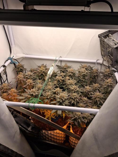 Cherry poppers bonsai. Week 12