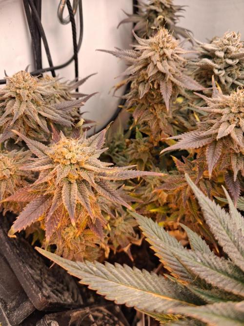 Cherry poppers bonsai. Week 12