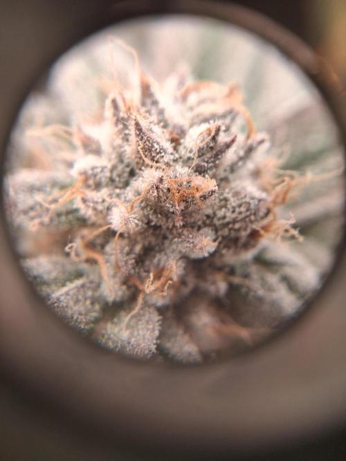 Cherry poppers bonsai. Week 12