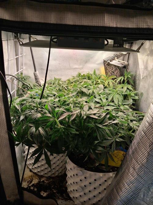 Glookies. Week 11