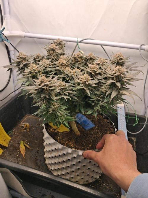 Cherry poppers bonsai. Week 13