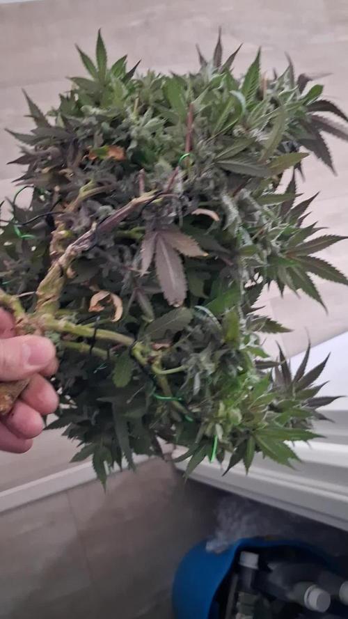Cherry poppers bonsai