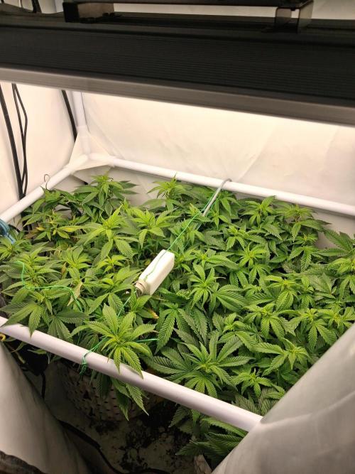 Glookies. Week 12