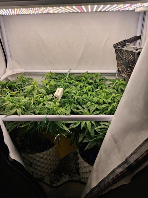 Glookies. Week 12