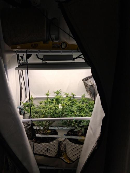 Glookies. Week 13