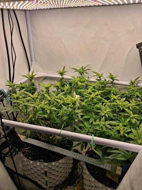 Glookies. Week 13