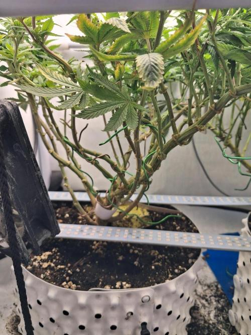 Glookies. Week 13