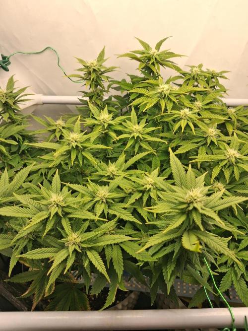 Glookies. Week 14