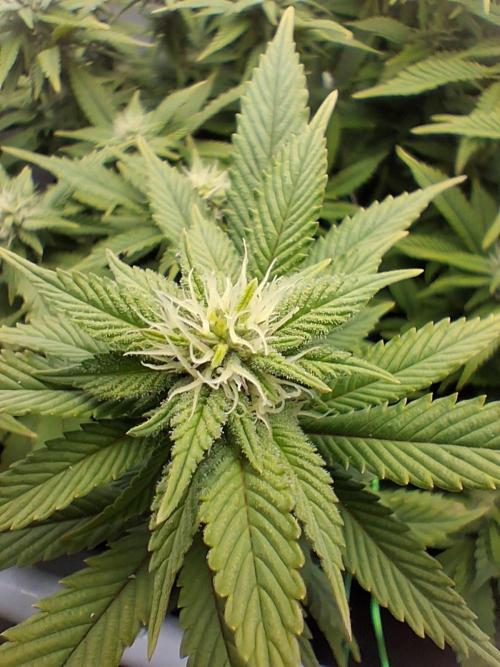 Glookies. Week 14