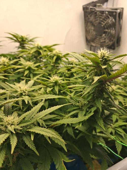 Glookies. Week 14