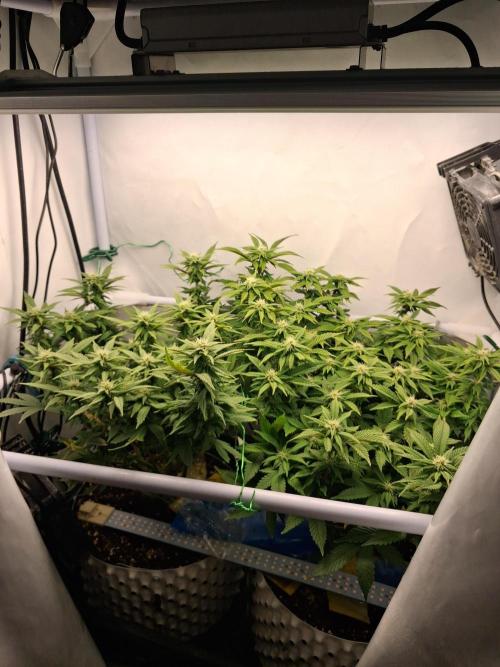 Glookies. Week 14