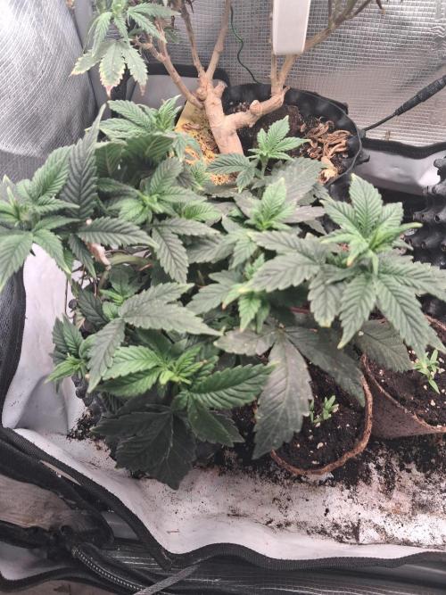 Glookies by Labar. Week 3