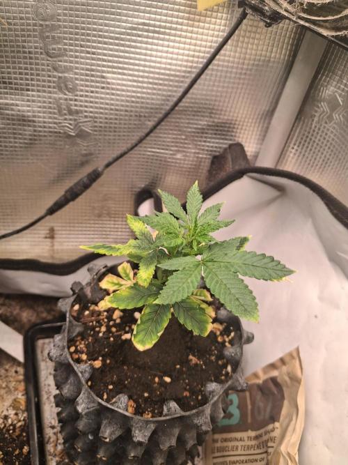 Glookies by Labar. Week 3