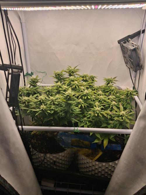 Glookies. Week 15