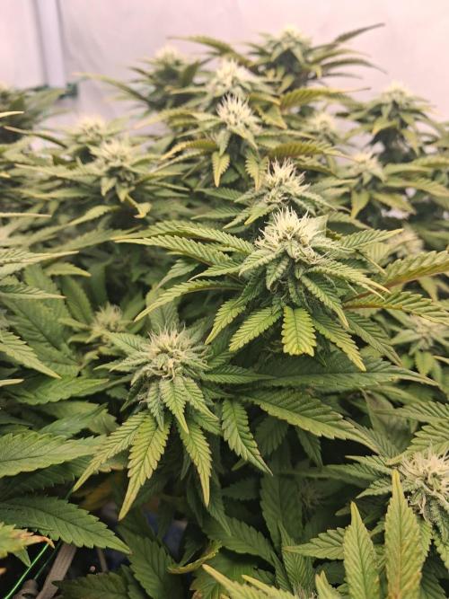 Glookies. Week 15