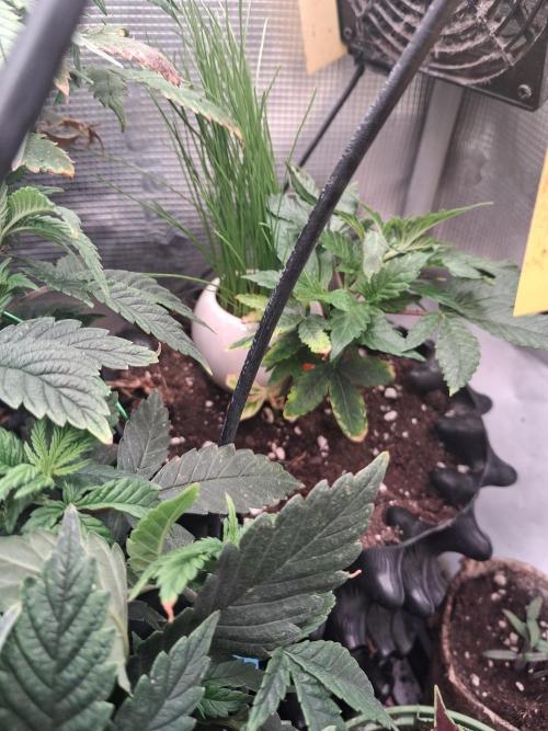 Glookies by Labar. Week 4