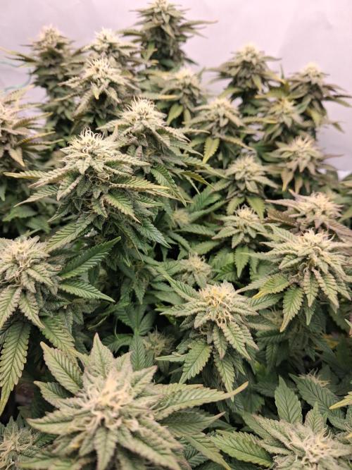 Glookies. Week 16