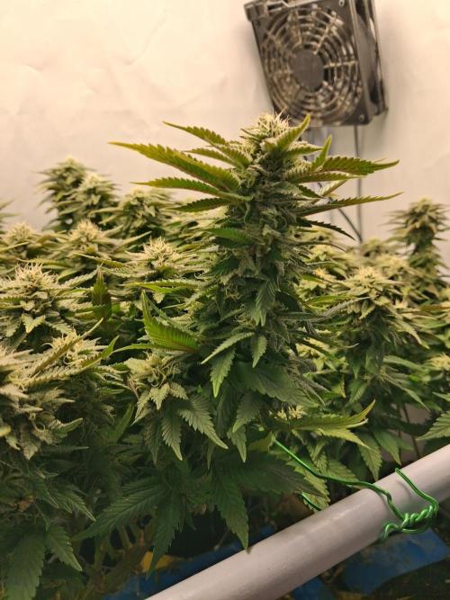 Glookies. Week 16