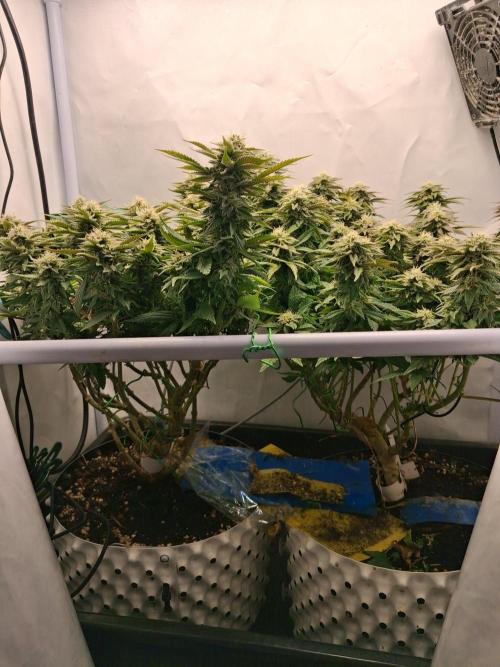 Glookies. Week 16