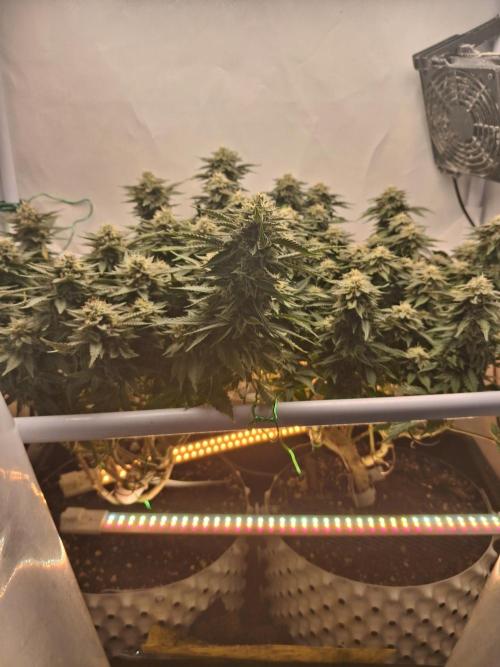 Glookies. Week 17