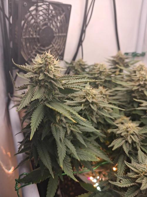 Glookies. Week 17