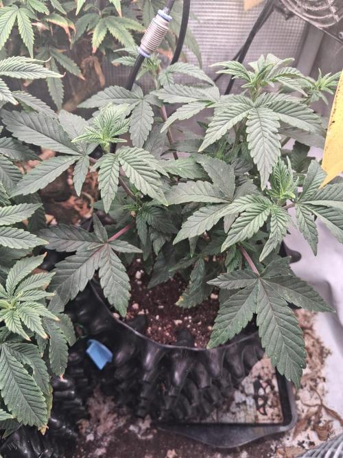 Glookies by Labar. Week 6