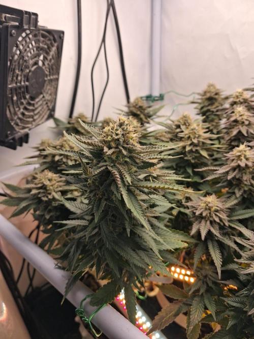 Glookies. Week 18