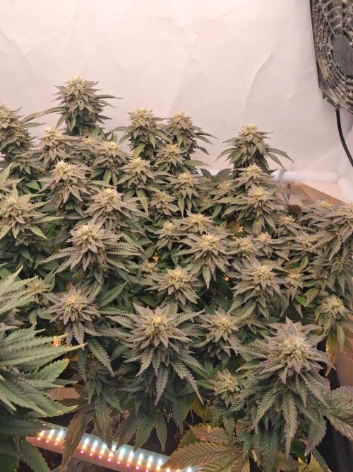 Glookies. Week 18