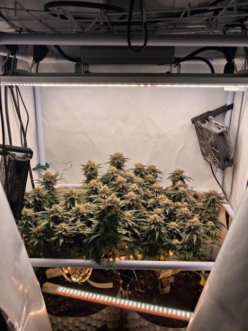 Glookies. Week 18