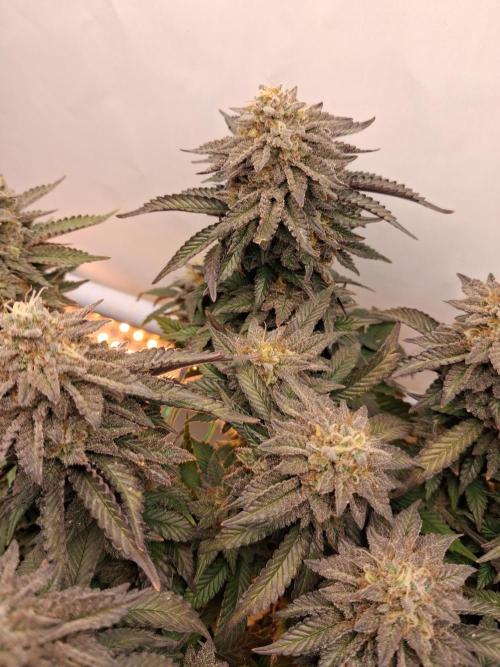 Glookies. Week 19