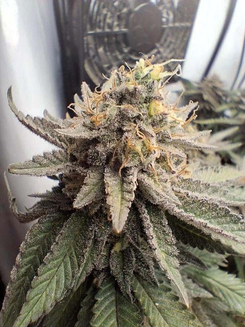 Glookies. Week 19