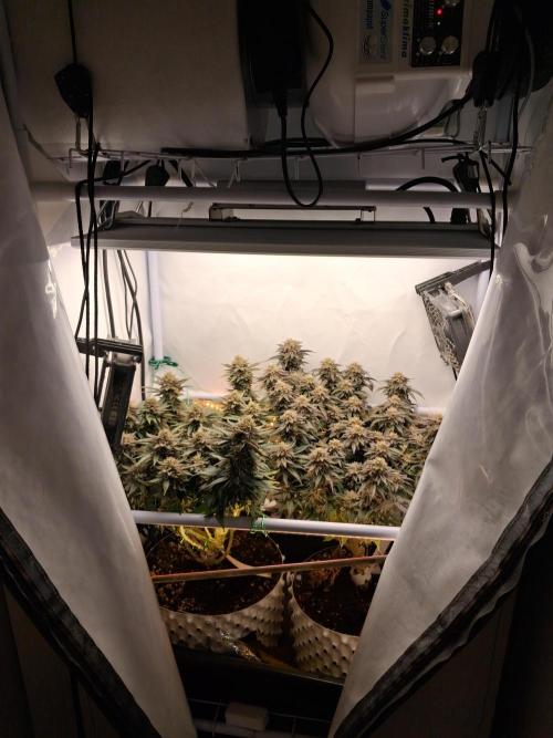 Glookies. Week 19