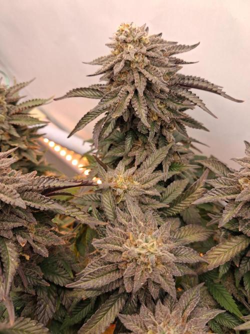 Glookies. Week 19