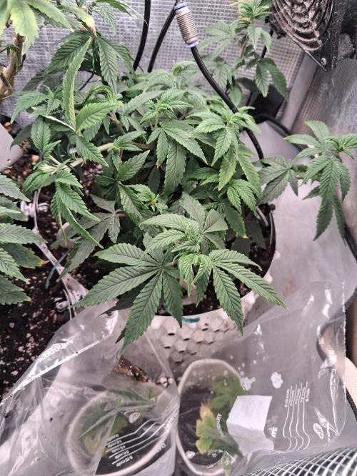 Glookies by Labar. Week 8
