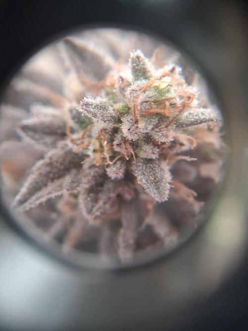 Glookies. Week 20