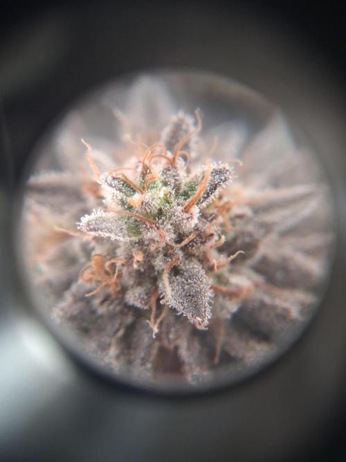 Glookies. Week 20
