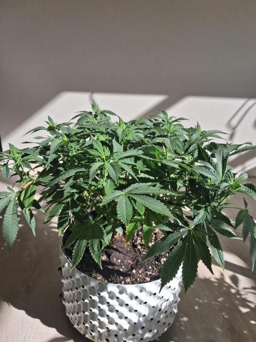 Glookies by Labar. Week 10