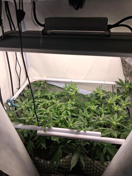 Glookies by Labar. Week 11