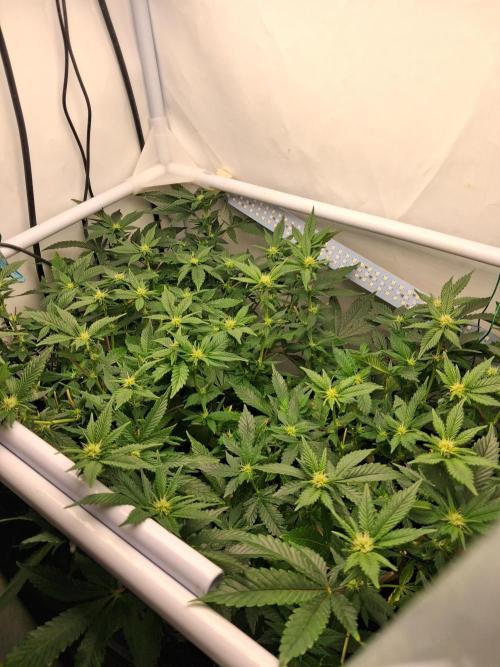 Glookies by Labar. Week 11