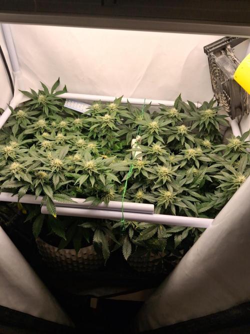 Glookies by Labar. Week 13