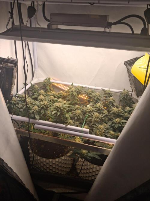 Glookies by Labar. Week 14