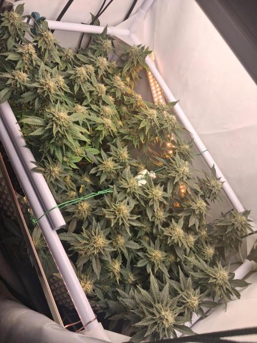 Glookies by Labar. Week 14