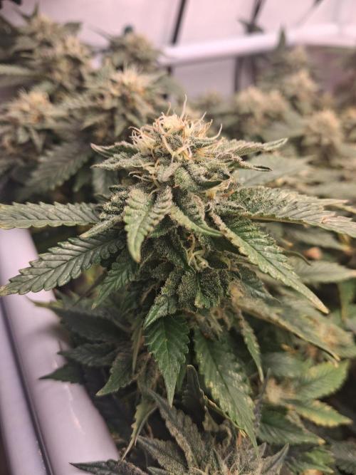 Glookies by Labar. Week 14