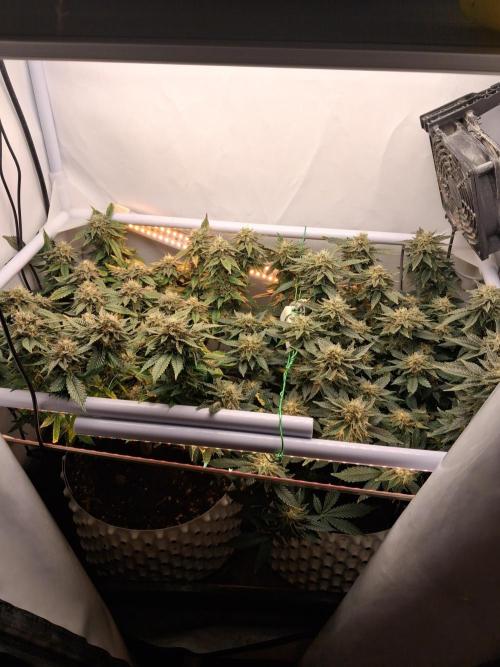 Glookies by Labar. Week 15