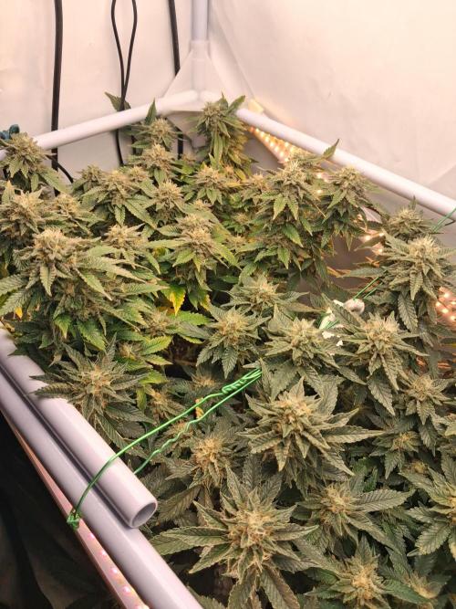 Glookies by Labar. Week 15