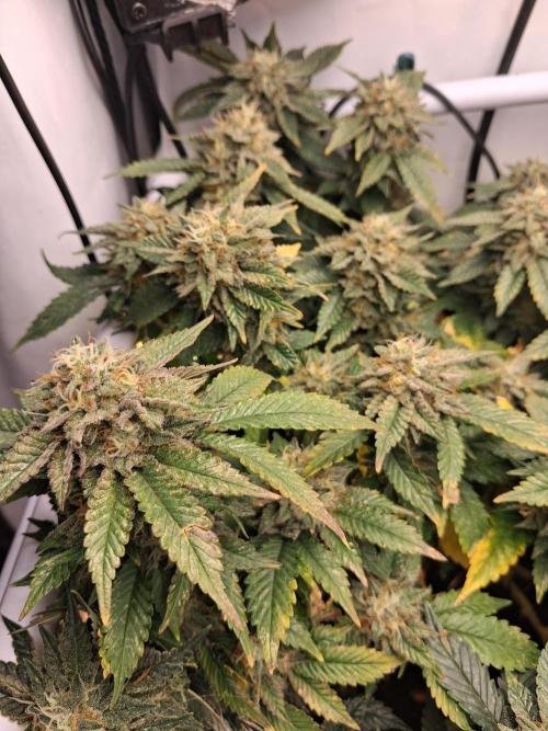 Glookies by Labar. Week 15