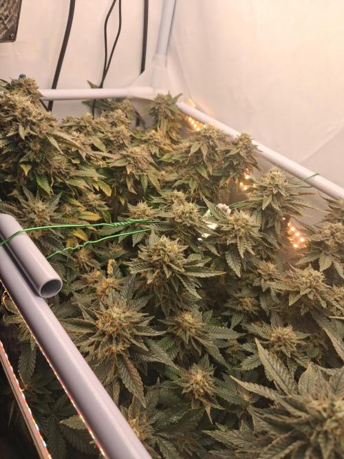 Glookies by Labar. Week 16