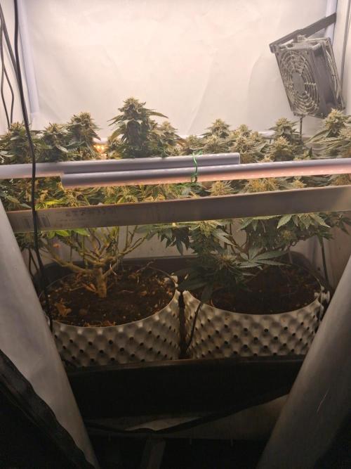 Glookies by Labar. Week 16