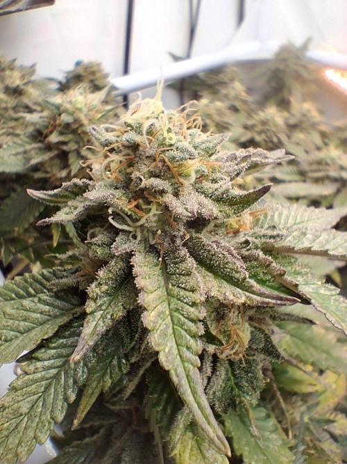 Glookies by Labar. Week 16